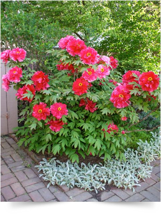 Pink Flowers - Garden